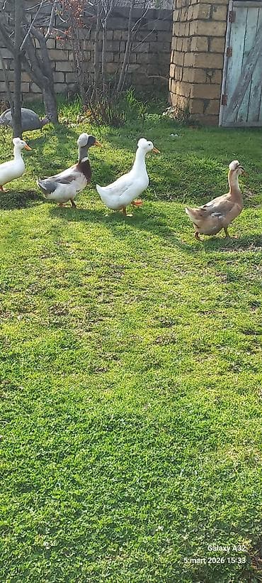 Salam.Şəkildə gördüyünüz kəkilli ördəklərin təzə,mayalı yumurtası — 3