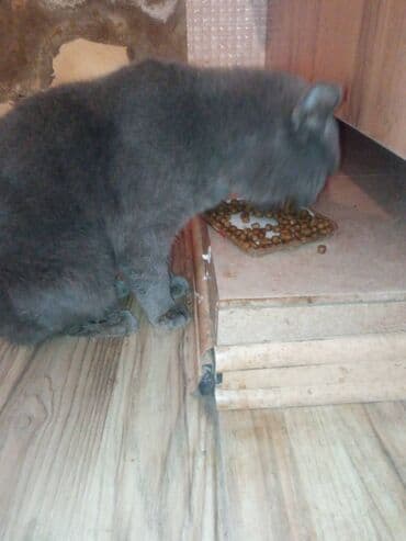 Digər heyvanlar: Erkək, Dişi — 2