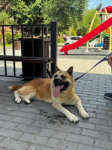 Akita itin cinsi çox aktiv itdi bir yerdə dayanmır çox super itdi — 6
