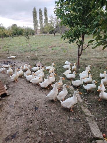 cins ineklerin satisi 2019: Pekin ördəyi di kesilesidi demek olarki — 1
