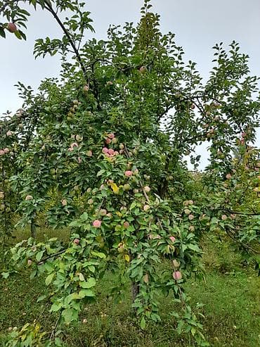 mingecevirde kiraye evler 2020: 120 kv. m, 3 otaqlı, Qaz, İşıq, Su — 6