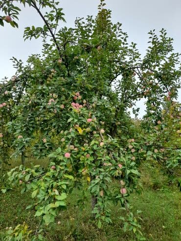 копилка на 100 тысяч таблица: Qusarin kendi 10 km arligda gozel ponramali yerdi tecili satilir — 3