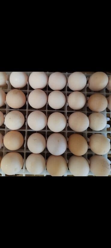 sort toyuq: Toyuq, Australorp, Yumurtalıq, Ünvandan götürmə — 5