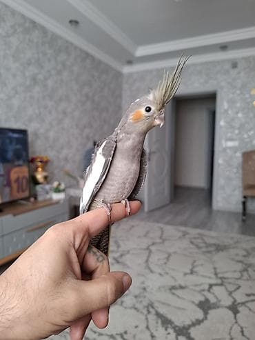 xacmaz heyvan bazari: Salam. 1 ay 20 gunluk karella balasi. oz quzumun balasidi. yeme dusub — 7