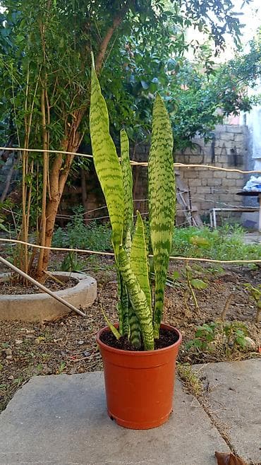 Sansevieria (Əjdaha dili) – dekorativ qapı bitkisi.Tam sağlamdır — 1