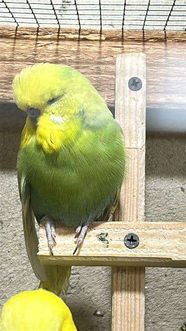 pişik bala: Temiz qan cexler coğu vistifka qarışığı cüte hazır erkek dişiler Bala — 10