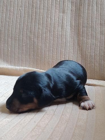 cins inəklər: Daxşund (taxça) balaları - Cins: Daxşund – qısa tüklü, klassik — 10