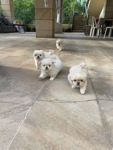 pekines balaları: Pekines, 3 ay, Peyvəndli — 2