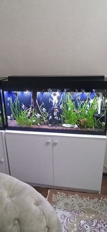 Gəmiricilər: Böyük həcmli akvarium komplekti - Şüşə akvarium: ön və yan tərəfləri — 2