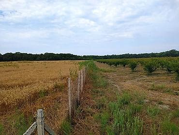 136 соток, Для сельского хозяйства, Собственник, Купчая — 4