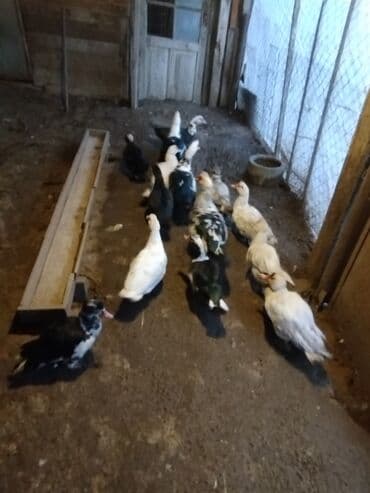 Audi: Muscovy ördəkləri (indooutka) – qrup halında - Rənglər: ağ, qara-ağ — 4