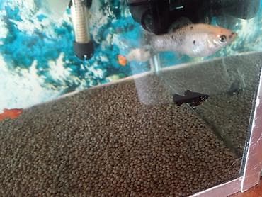 molly: 9molly 5dişi 4erkək, 1meçinoz dişi, 3quppi 1erkək 2dişi, RS-610 — 2