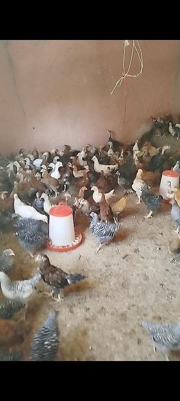 meyn kun qiymeti: 3 ayının içində olan superaktiv kənd cücələri satılır, sağlam və aktiv — 3