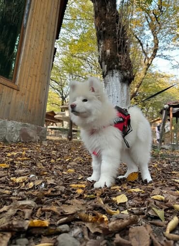 it sekilleri afcarka: Akita-inu, Erkek, Ödənişli çatdırılma — 2