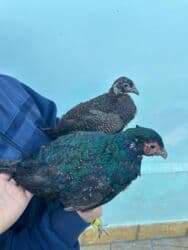 qirmizi bas goyercin: Rumun Qırqovulu Cütü 60 azn — 2