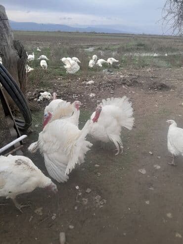 Brilliance: Hinduska satilir — 4