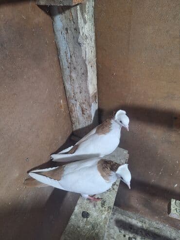 Opel: Sarı boyunlar Hazır Çüt Bala Verən Erkəy Maya Real Alan Narhat Edsin — 4