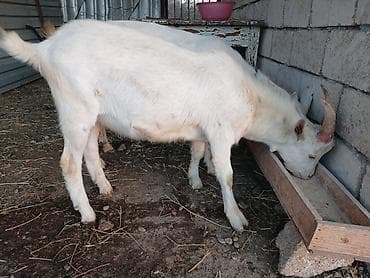 tovuz quwu: Ağ rəngli ev keçisi – 2 buynuzlu, sağlam, güclü bədən quruluşu. Yaxşı — 2