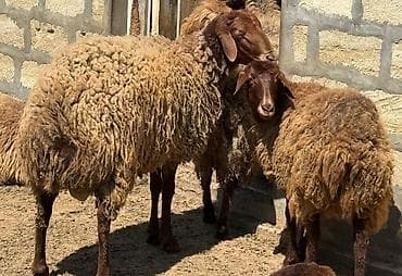 balali qoyun satilir: Qala cinsidir, 1yaş 1 aylıqdı. Damazlıq kimi satılır, kəsim üçündə — 1