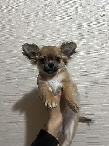 Çixuahua, 3 ay, Dişi, Peyvəndli, Ödənişli çatdırılma