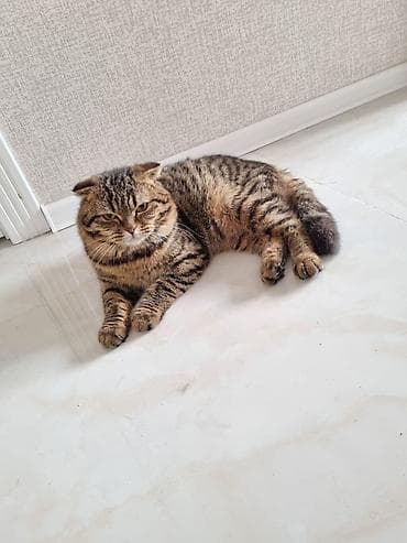 menks pisikleri: Tabbi — 2