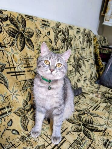 pişik latoku: Britan, Erkək — 2