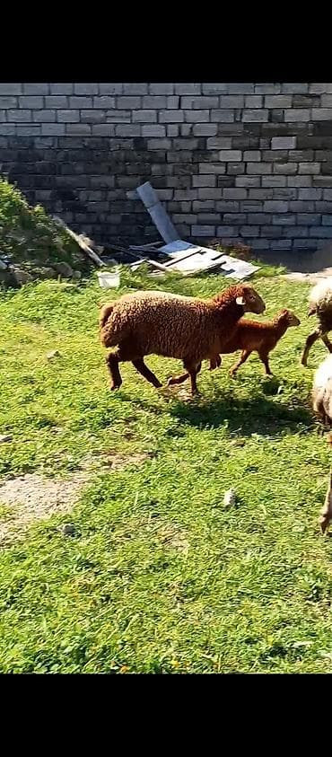 qoyun quba: Qoyunlar – ana və bala • Növ: yerli ətlik/yunlu qoyunlar • Say: bir — 2