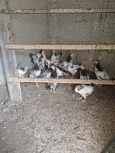 rhode island red: Ev toyuqlari.Real alıcıya endirim olacaq — 1