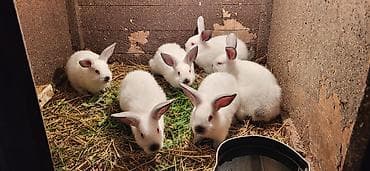 ucuz it: Təmiz Kaliforniya Dovşanı 6 ədəd balalar1 aylıqdı ünvan Novxanı — 2