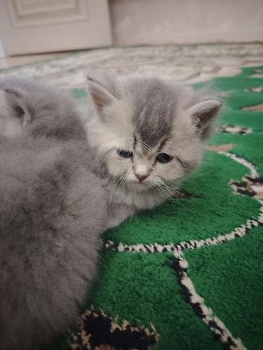 Pişiklər: Britan — 4