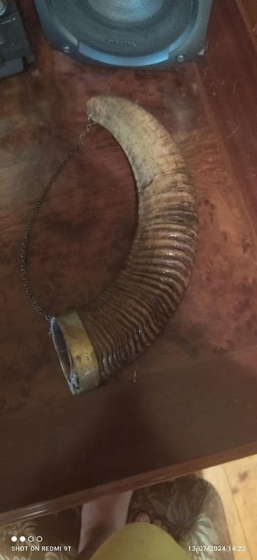 ev guzguler: Cutu birlikde satilir,dag qoyunun buynuzlaridir — 1