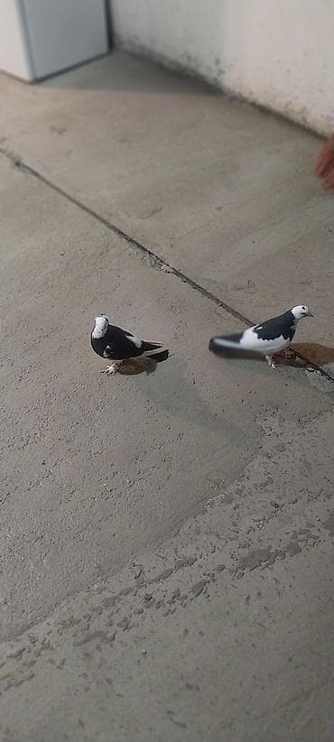 goyercin damı: Məhsul: qara boyun qara quyruq (cüt) Təsviri: - Rəng: qara boyun — 2