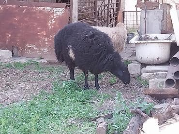 barter heyvanla: Erkək, il: 1, Damazlıq — 1