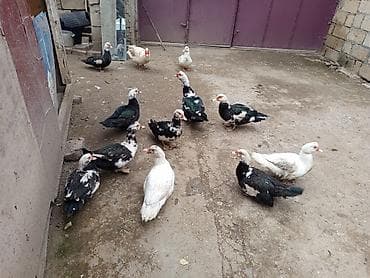 Heyvanlar üçün mallar: Muscovy ördəkləri (hind ördəyi) – müxtəlif rənglərdə sürü - Növ — 3