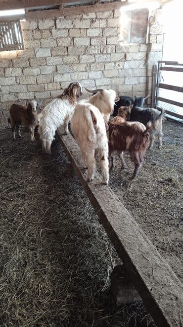 Гуси: Təcili satılır ehtiyac var Real alıcılar mesaj yazsın nömrə 050 967 27 — 8