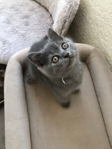 pişik şəkili: Şotland, Dişi, Erkək, Ünvandan götürmə — 21