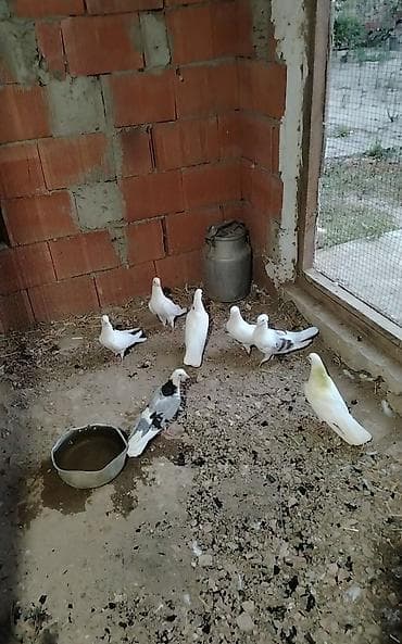 qus nömreleri: Tergizilme damazliq quslardi 4 erkey 3 maya qiymete gore heckim — 3
