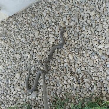 ev təmizləmə: Dezinfeksiya, dezinseksiya | Birələr, Tarakanlar, Viruslar, mikroblar | Nəqliyyat, Ofislər, Mənzillər — 2