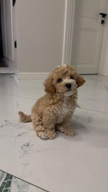 avcarka satisi: Maltipoo 3 ayliq erkek satilir — 3
