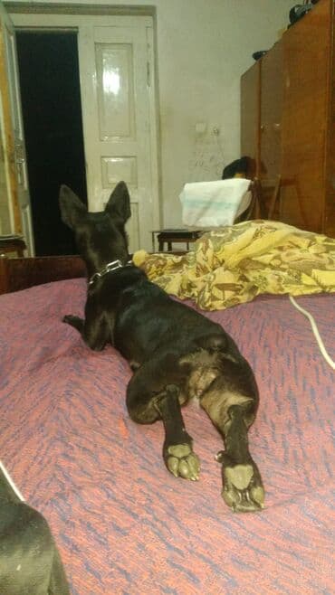 породистые собаки в добрые руки баку: 3 il, Dişi, Sənədli, Ödənişli çatdırılma — 2