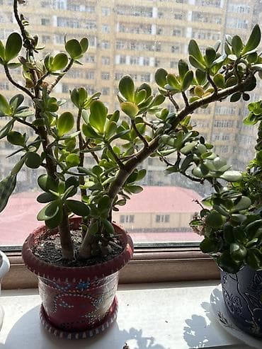 Crassula ovata (Pul ağacı) – dekorativ otaq sukulenti - Bitki tipi