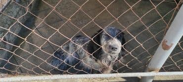 göyərçin yuvaları: Tecili Satılır: Spaniel cinsi it və yuvası (tam dəst) ✅ Ev şəraiti — 2