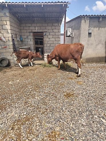 yerli cins inekler: Cins heyvandı hazırda 17.18 litir süd verir yaxşı yemlə 24 litirə — 6