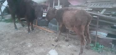 ana bala keci: Dana, buzov, Dişi, ay: 1, 100 kq, Damazlıq, Ünvandan götürmə, Ödənişli çatdırılma — 3