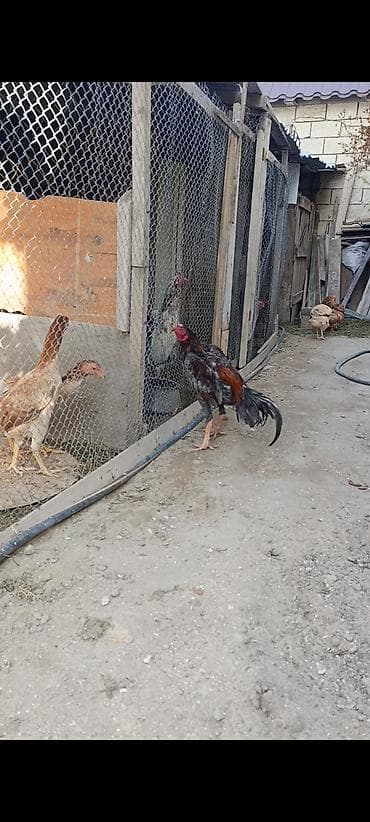 serebrist toyuqlar: Salam aleyküm həyətinde temiz cins saxlamaq isdeyen əlaqə saxlasın. 8 — 1