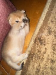 pişiy balası: Qızıl şinşilla, Erkək, Dişi, Yaxşı əllərə — 15