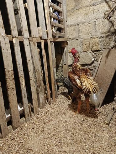 Akvariumlar: Çu şamo heyvan tüləkdi quyruğ boyunu 1 yaş 2 ayliğ civarındadı hündür — 4