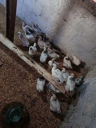 heyratı cücə: Toyuq cücələri, Ətlik — 2