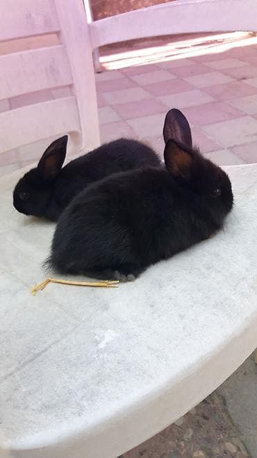 mini lop: Mini lop (aşağıqulaqlı) dekorativ dovşan balaları - Cins: Mini Lop — 6