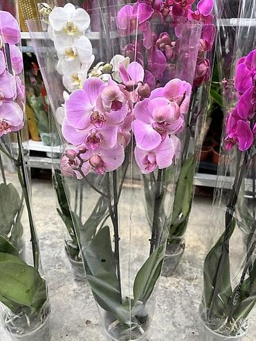 bit bazarı: Сüt çubuq orxideyalar satışda. Vatsapp mövcuddur!. Çatdırılma — 8